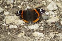 Vanessa atalanta