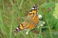 Vanessa cardui