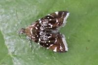 Prochoreutis myllerana