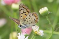 Lycaena tityrus