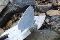 Celastrina argiolus