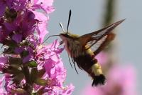 Hemaris fuciformis