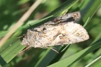 Autographa gamma