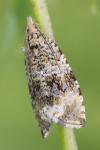 Celypha lacunana
