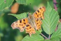 Polygonia c-album