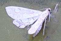 Elophila nymphaeata