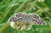 Pyrgus malvae