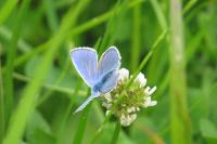 Polyommatus icarus