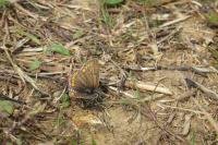 Aricia agestis