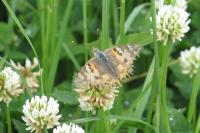 Vanessa cardui