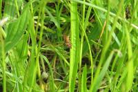 Pyrausta purpuralis
