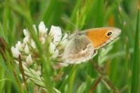 Coenonympha pamphilus