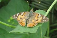 Vanessa cardui