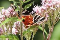 Euplagia quadripunctaria