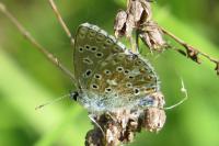 Lysandra bellargus