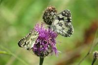 Melanargia galathea