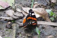 Vanessa atalanta