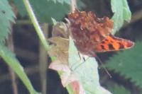 Polygonia c-album