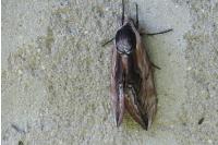 Sphinx ligustri