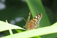 Pararge aegeria