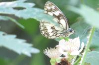 Melanargia galathea