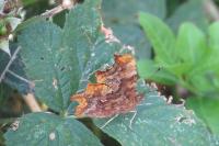 Polygonia c-album