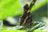Araschnia levana