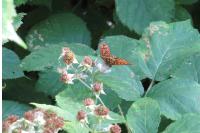 Melitaea athalia