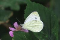 Pieris napi
