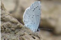 Celastrina argiolus