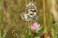 Melanargia galathea