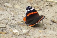 Vanessa atalanta