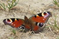 Aglais io