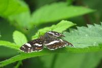 Araschnia levana