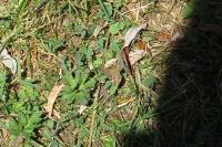 Erynnis tages