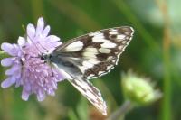 Melanargia galathea