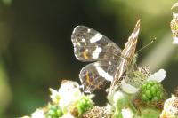 Araschnia levana