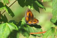 Pyronia tithonus