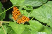 Polygonia c-album