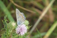 Polyommatus icarus