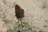 Aricia agestis