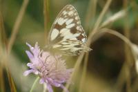 Melanargia galathea