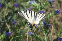 Iphiclides podalirius
