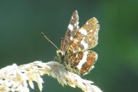 Araschnia levana