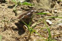 Araschnia levana