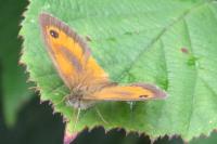 Pyronia tithonus