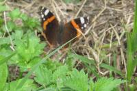 Vanessa atalanta