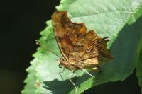 Polygonia c-album