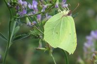 Gonepteryx rhamni