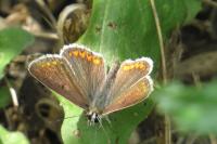 Aricia agestis